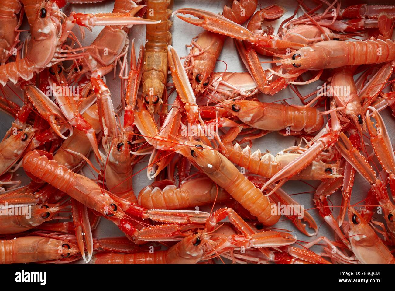 Langoustine baie de Dublin crevette Norvège homard crustacés Nephrops Banque D'Images