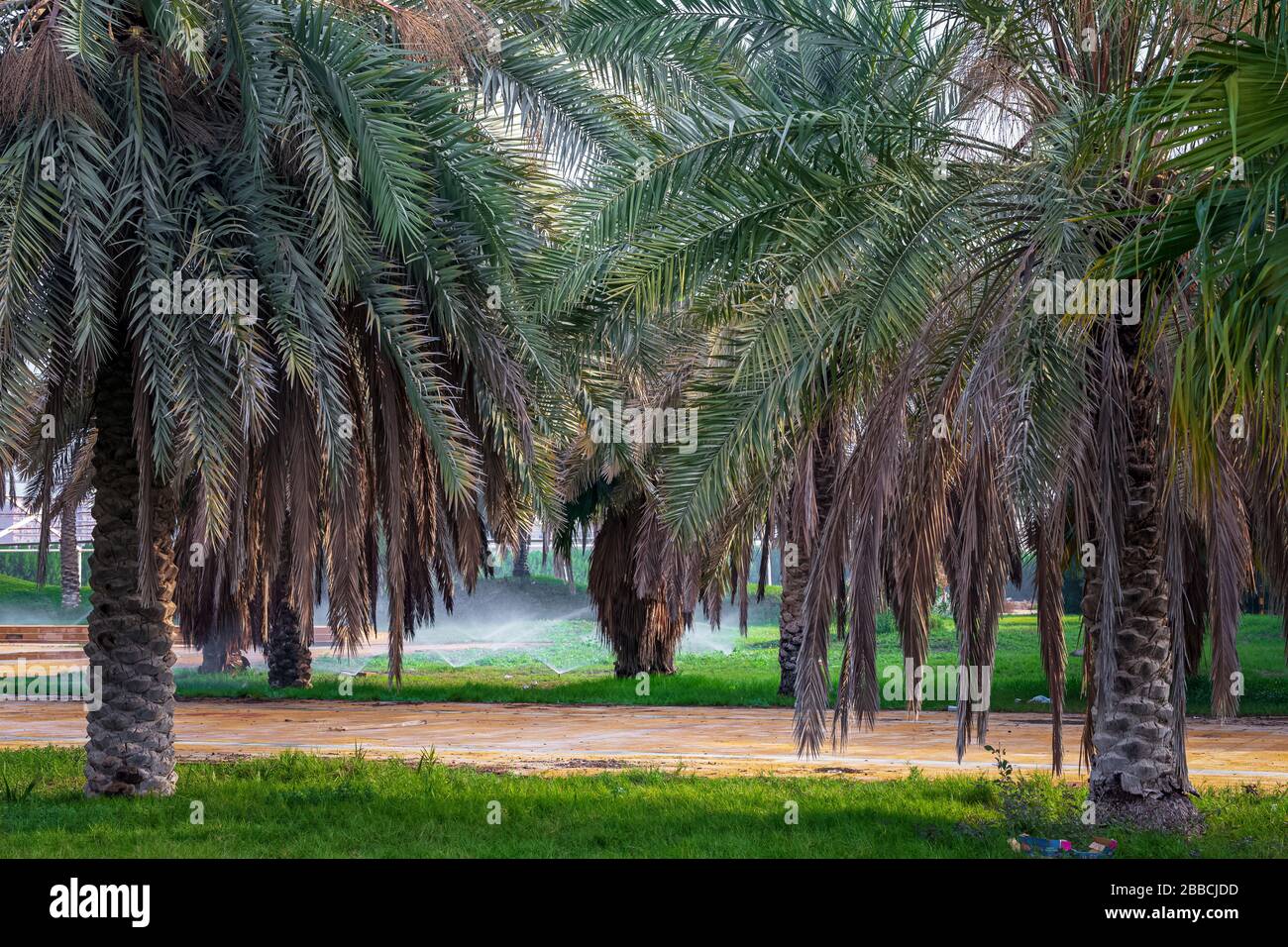 Plantation de palmier de date. L'agriculture tropicale en Arabie Saoudite. Banque D'Images