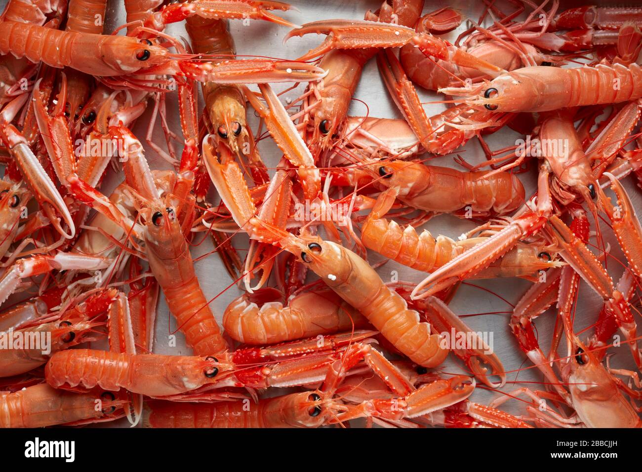 Langoustine baie de Dublin crevette Norvège homard crustacés Nephrops Banque D'Images