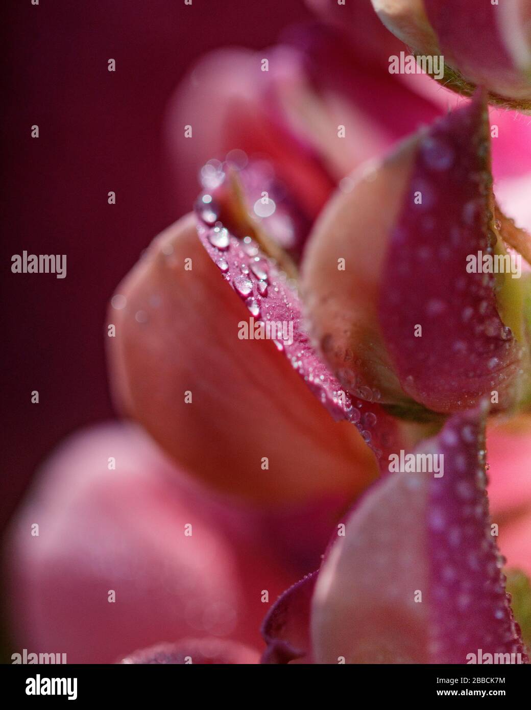 l'eau tombe sur de la lupine rose Banque D'Images