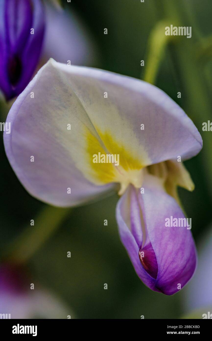 Lathyrus odoratus ou la fleur de pois doux se rapproche Banque D'Images