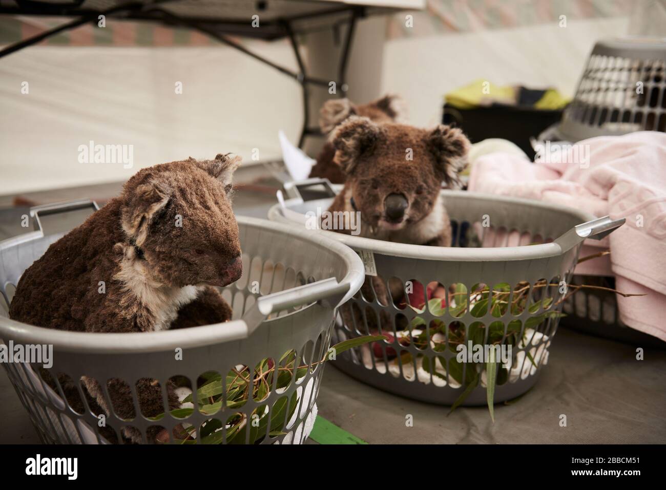 Des koalas sont triés dans une tente de fortune au Kangaroo Island Wildlife Center pour des blessures causées par les feux de brousse en janvier 2020 sur Kangaroo Island. Banque D'Images