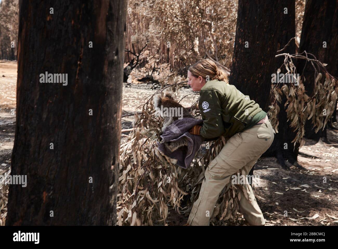 Un koala blessé sauvé par la Humane Society s'est emporté à la tente de triage du Kangaroo Island Wildlife Center pour le triage des blessures. Banque D'Images