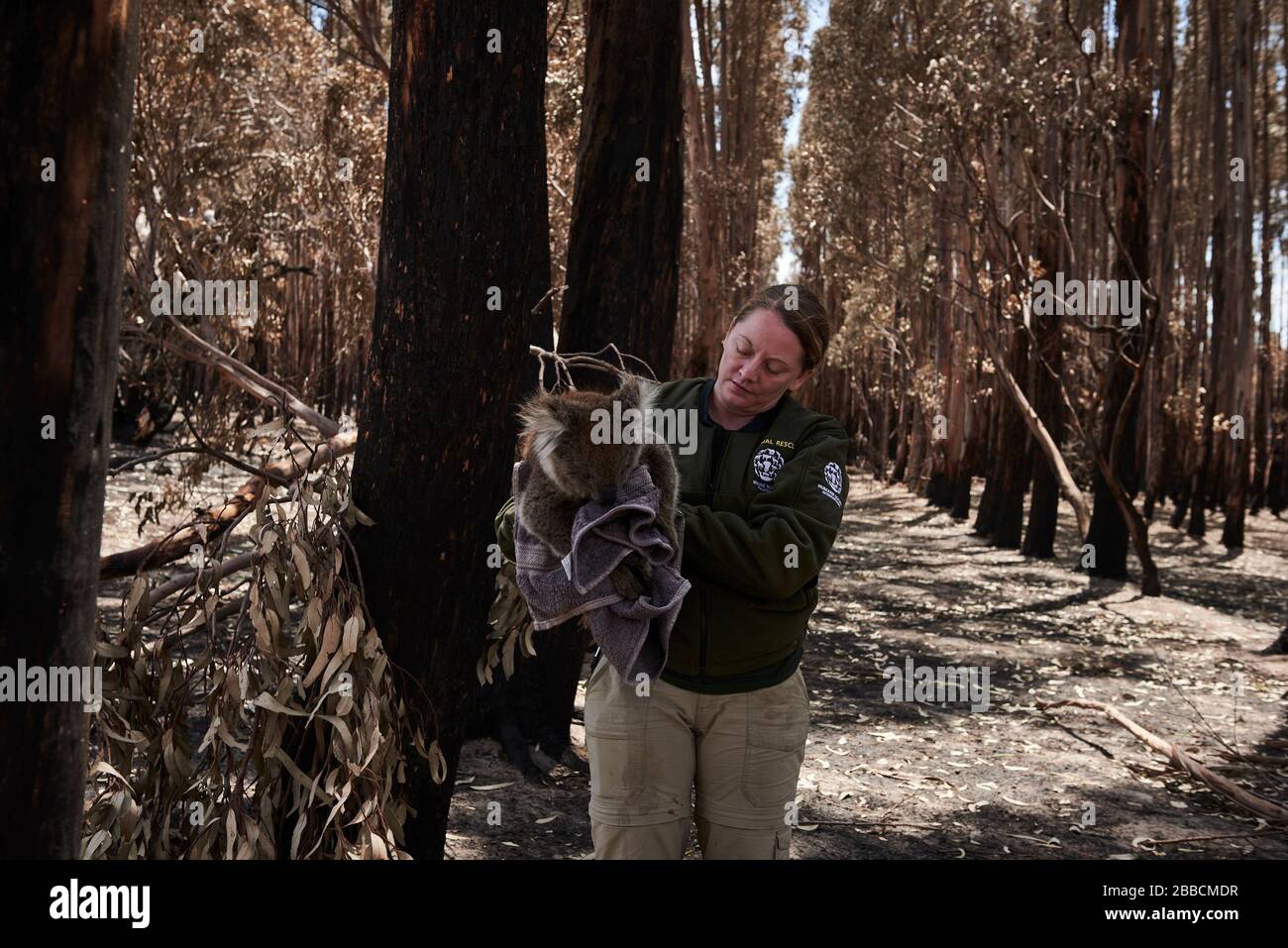 Un koala blessé sauvé par la Humane Society s'est emporté à la tente de triage du Kangaroo Island Wildlife Center pour le triage des blessures. Banque D'Images