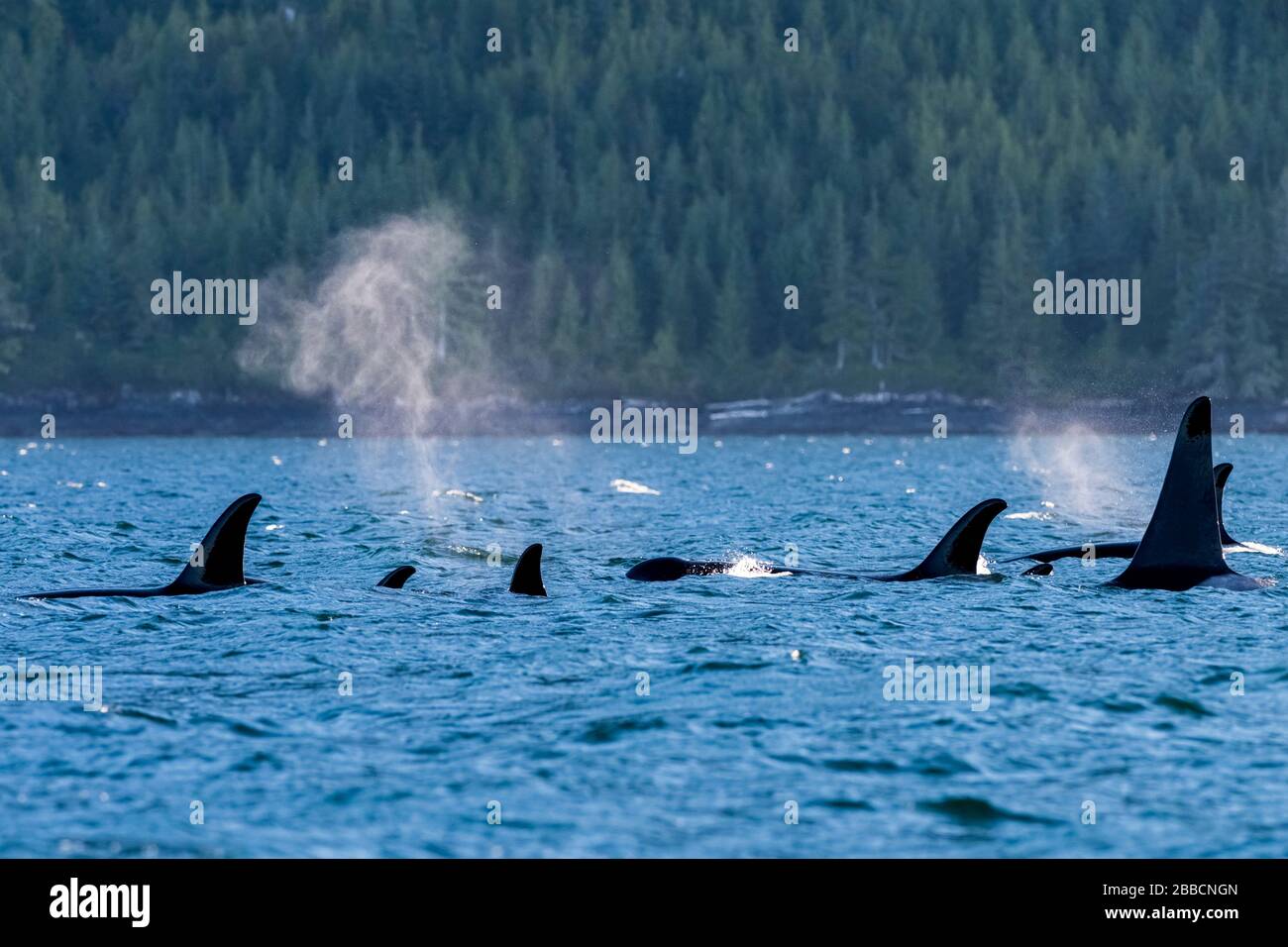 Orca (Orcinus orca), résidente du Nord, Whales (UNE pode), Johnstone Straight, île de Vancouver, C.-B. Canada Banque D'Images