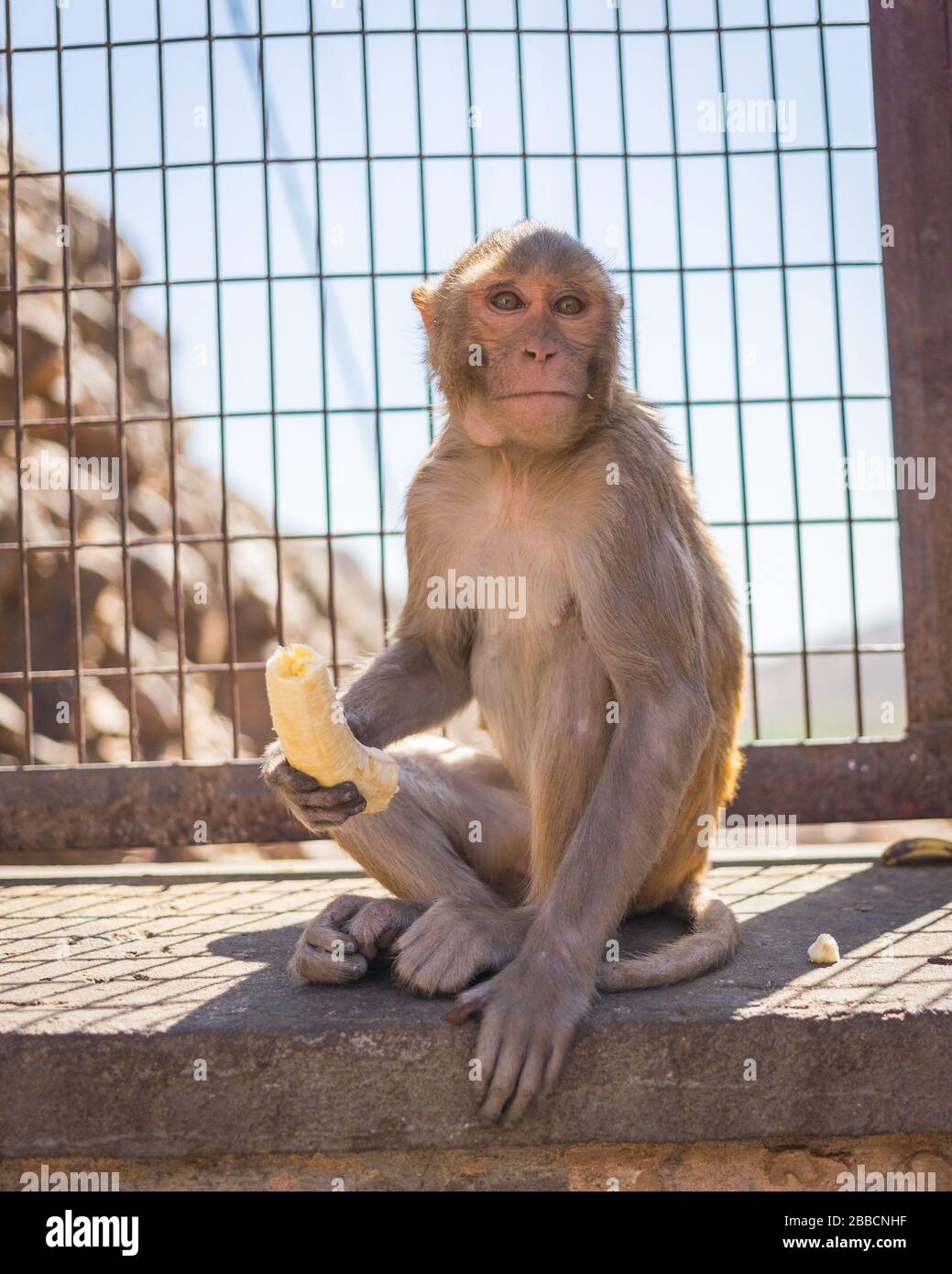 Singe adulte assis sur un mur à Jaipur, Inde avec une banane dans sa main. Le singe regarde vers l'appareil photo, mais juste à côté Banque D'Images