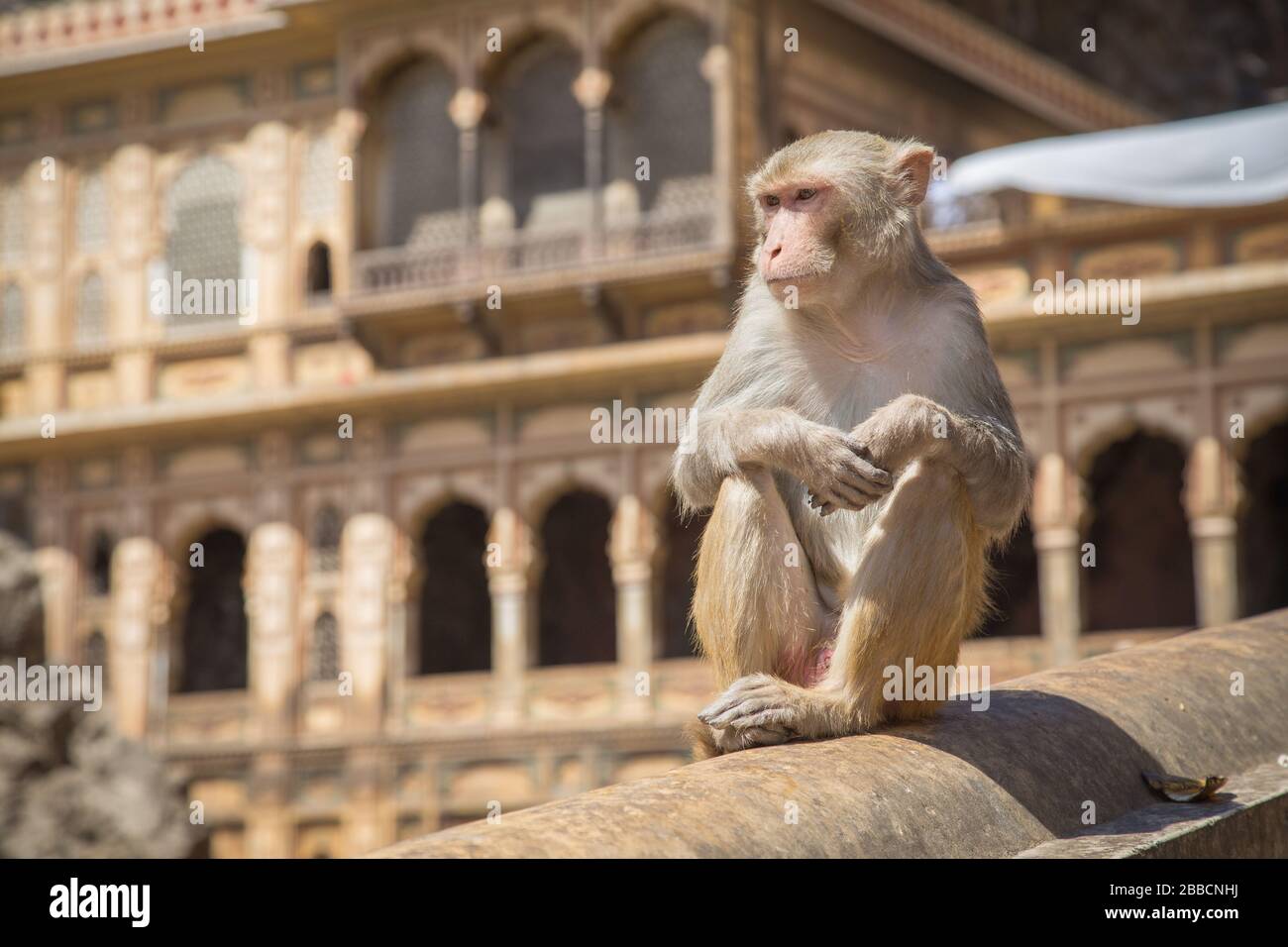 Singe adulte assis sur un mur à Jaipur, Inde pendant la journée. Banque D'Images