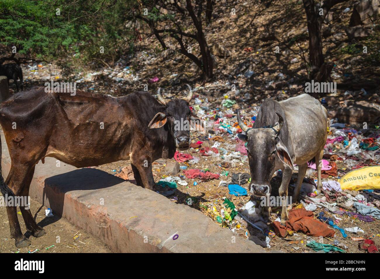 JAIPUR, INDE - 23 MARS 2016 : deux vaches maigre et mal nourries en Inde. Beaucoup de déchets peuvent être vus. Banque D'Images JAIPUR, INDE - 23 MARS 2016 : deux vaches maigre et mal nourries en Inde. Beaucoup de déchets peuvent être vus. Banque D'Images
