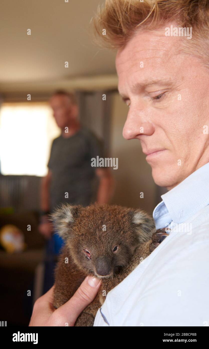 Le Dr Scott Miller infirmier un bébé blessé joey Koala en santé au Kangaroo Island Wildlife Center sur Kangaroo Island, Australie méridionale, Australie. Banque D'Images