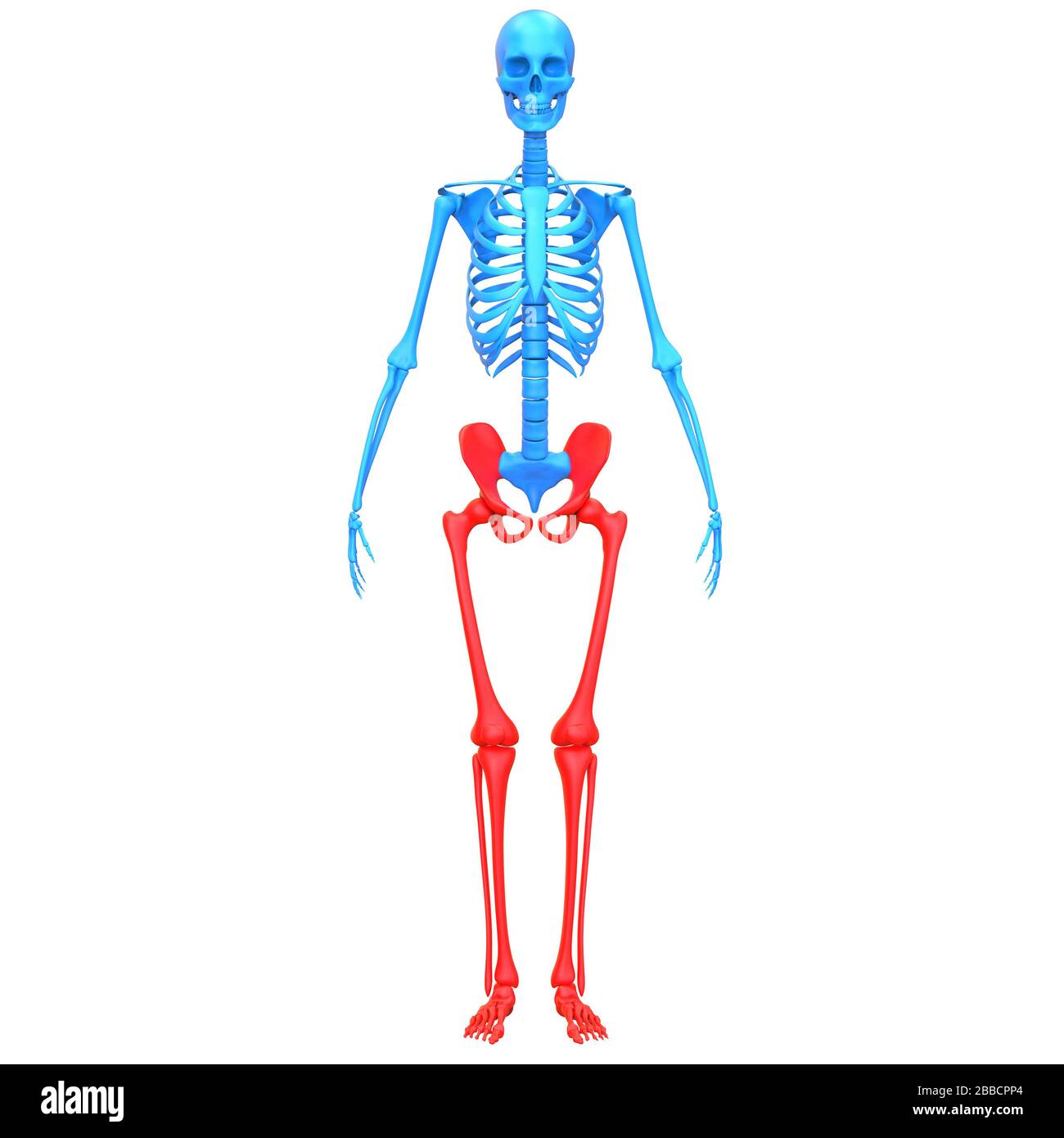 Système de squelette humain membres inférieurs douleurs articulaires osseuses Anatomie. 3D Banque D'Images