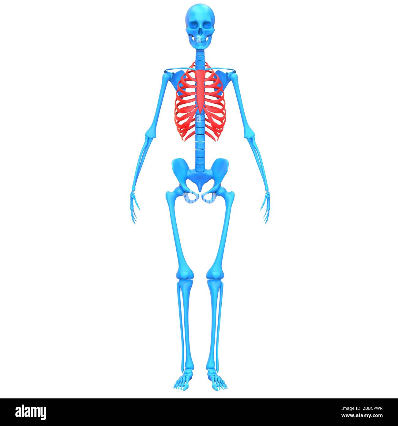 Système de squelette humain structure nervurée articulations osseuses anatomie rendu 3D des rayons X. Banque D'Images
