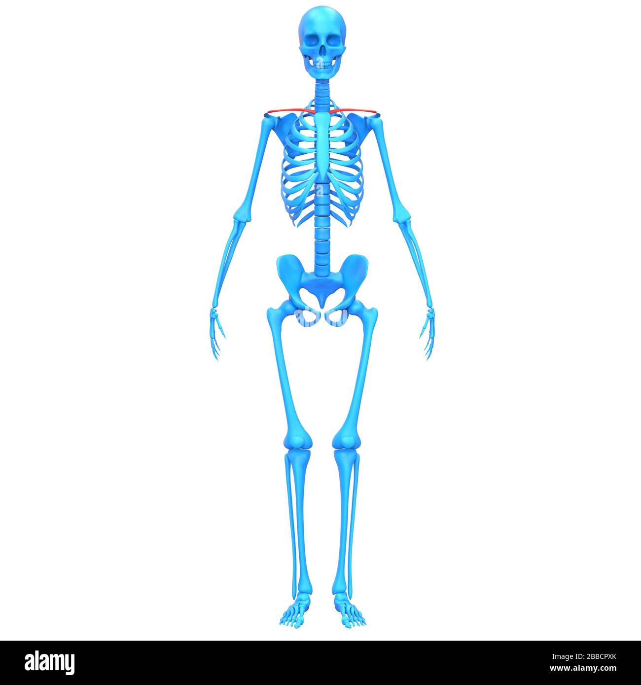 Système de squelette humain articulations osseuses clavicule anatomie rendu 3D. Banque D'Images