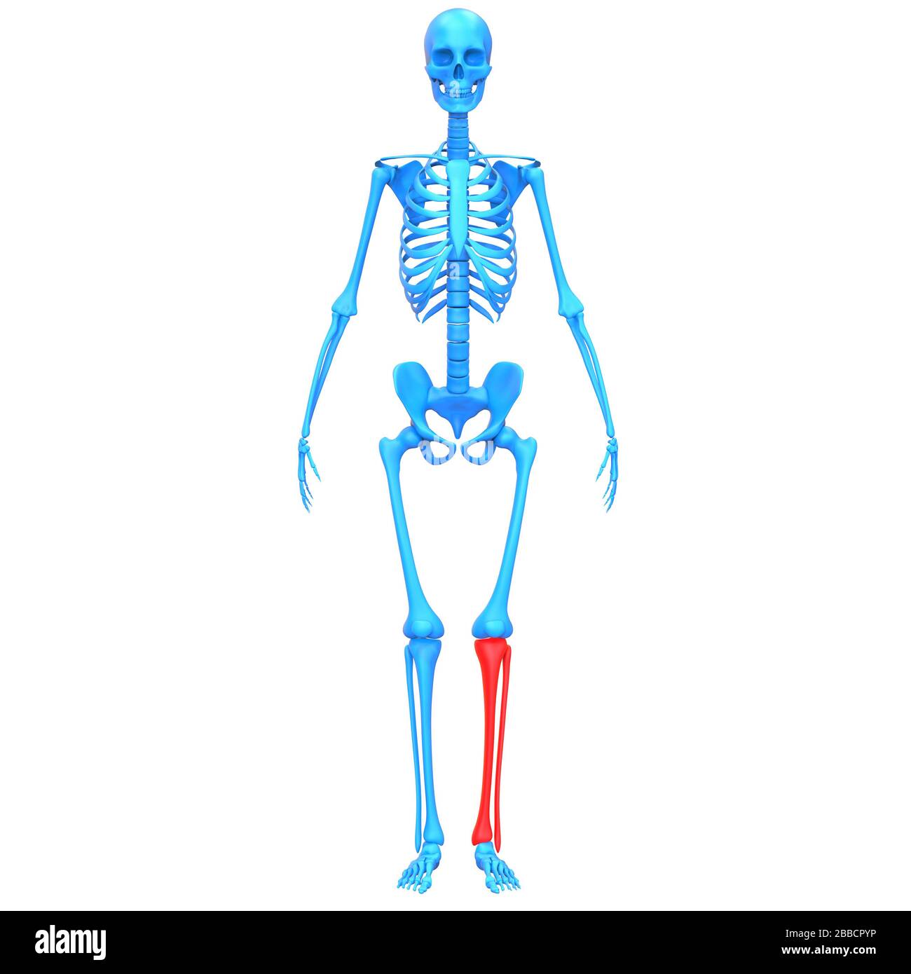 Système de squelette humain tibia et péroné articulations anatomie X-ray rendu 3D. Banque D'Images