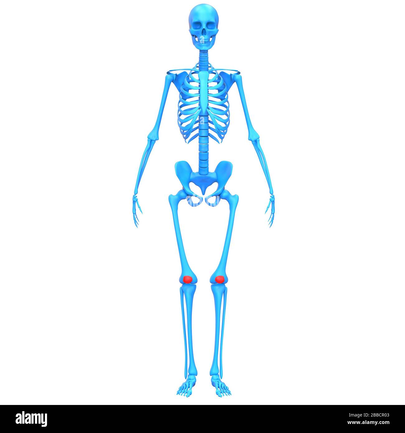 Système de squelette humain articulations osseuses rotuliennes anatomie rendu 3D. Banque D'Images