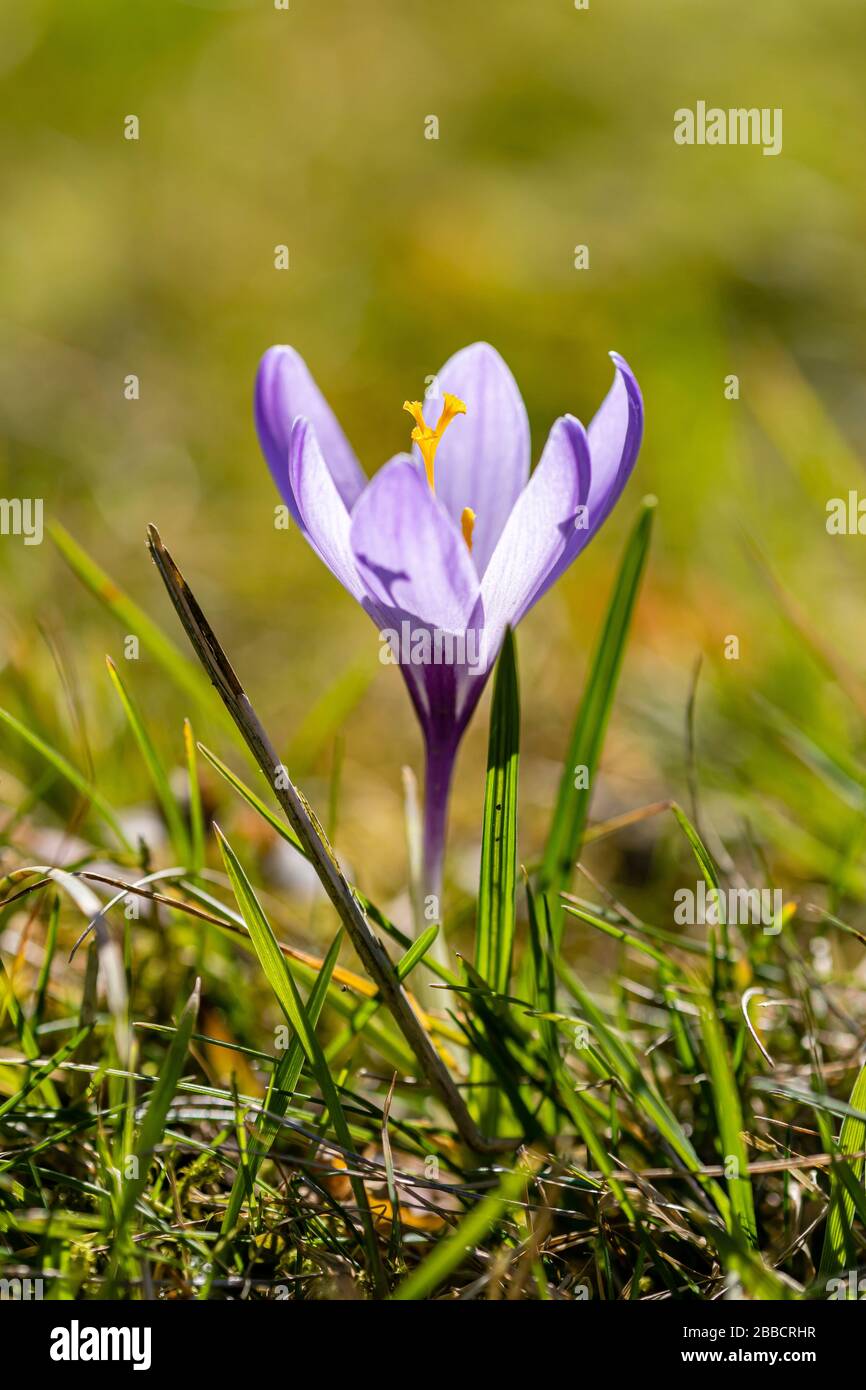 Les crocuses pourpres (Crocoideae) fleuissent sur un pré Banque D'Images