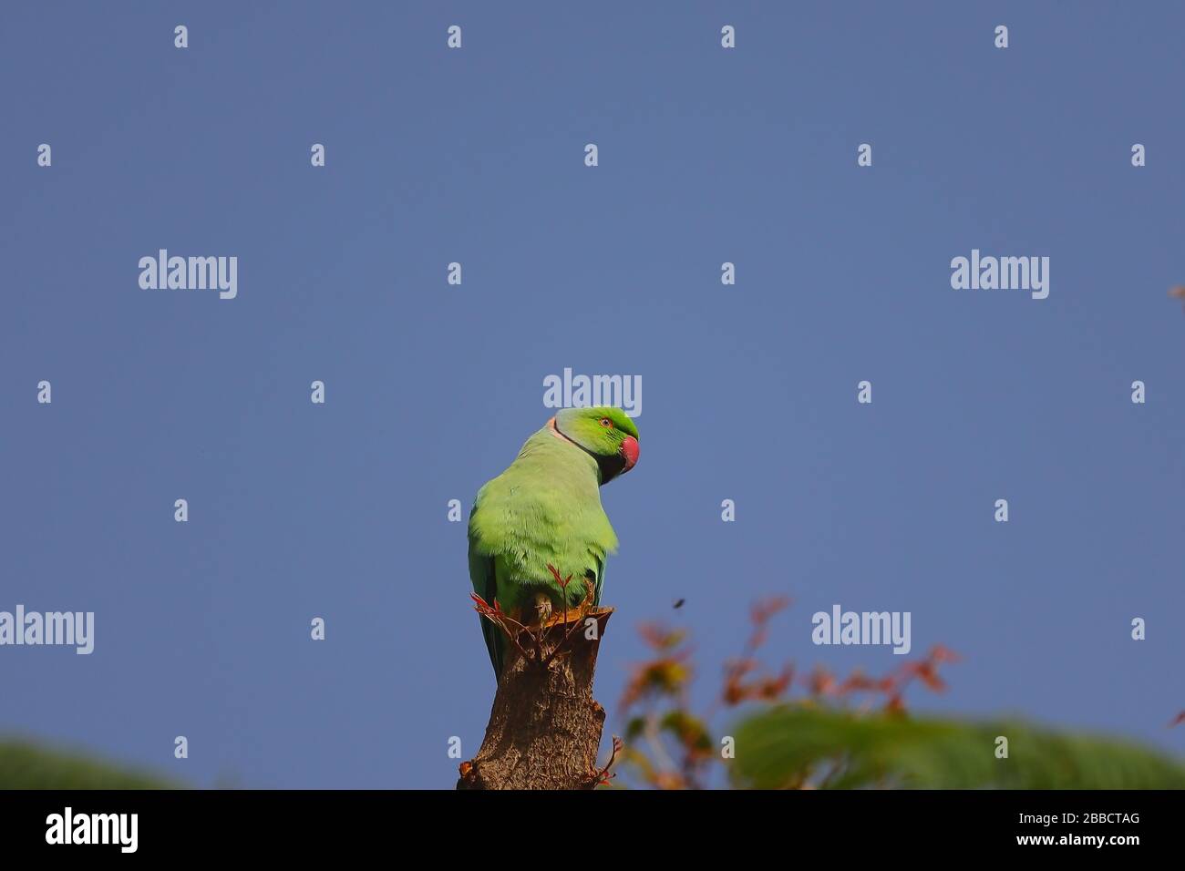 Un oiseau perché perché sur le tronc de l'arbre neem contre le ciel bleu Banque D'Images