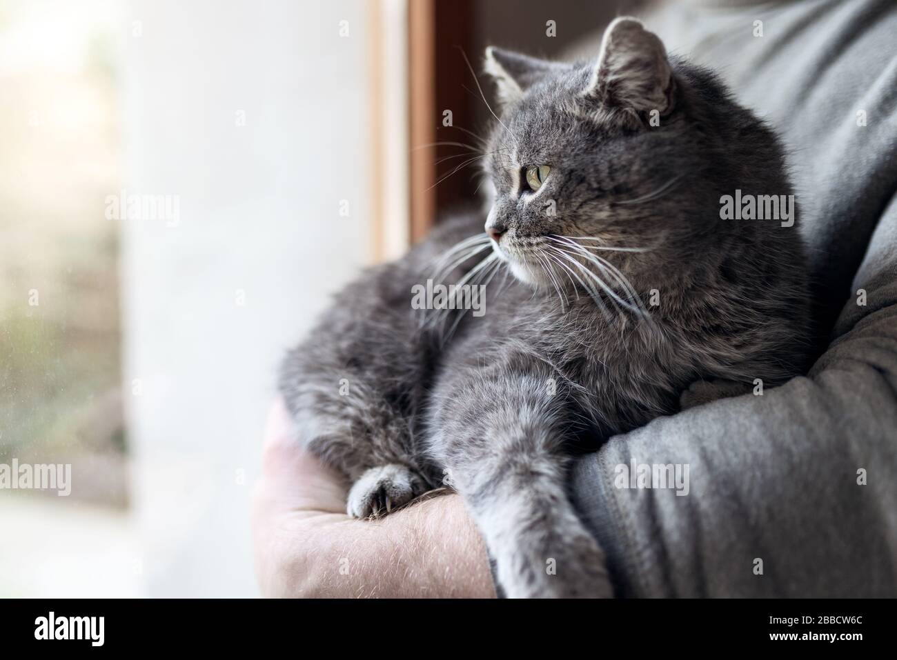 L'homme à la maison en tenant son joli chat. Cute kitten gris avec les yeux verts. Animaux domestiques et le style de concept. Banque D'Images