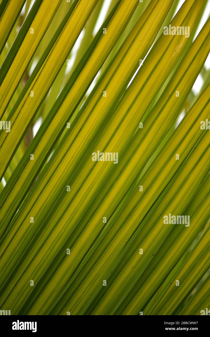 Détail de feuilles semi-translucides de palmier aux teintes de vert et de jaune. Banque D'Images
