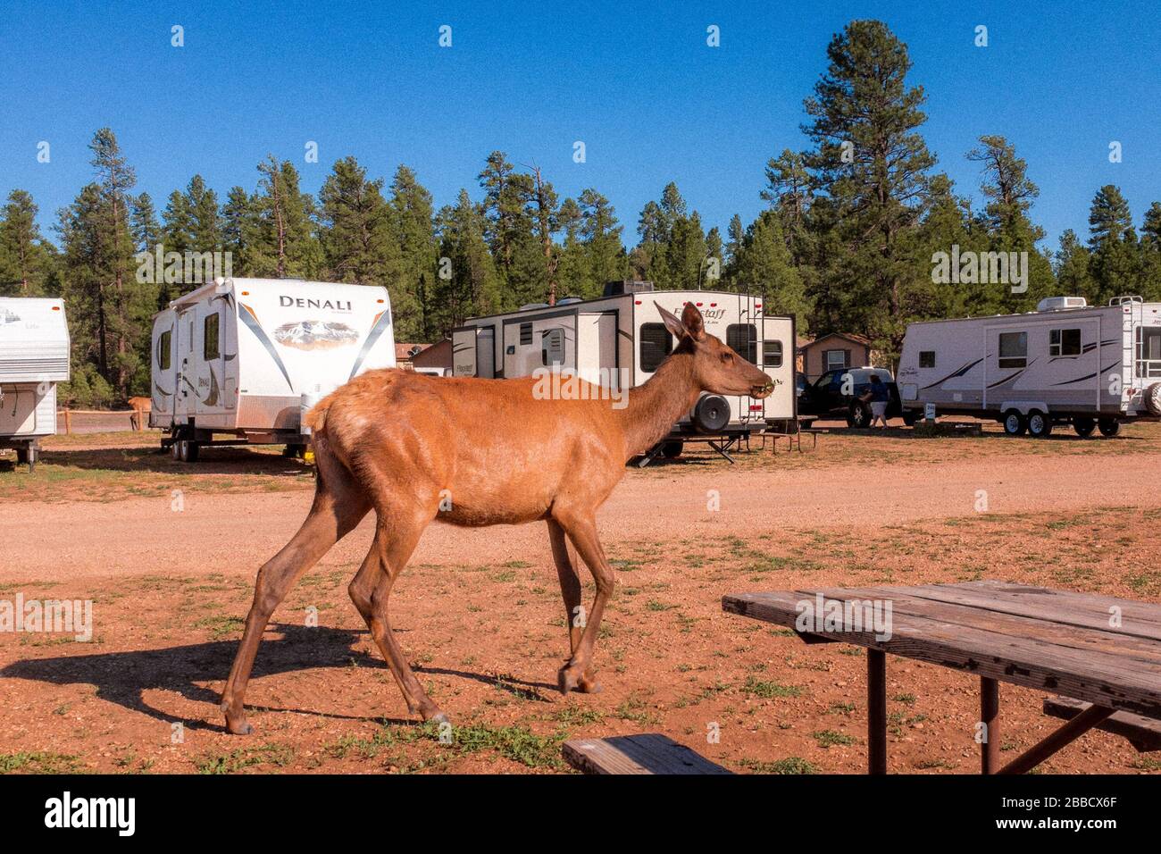 Deer dans un parc RV près du Grand Canyon, Arizona, États-Unis Banque D'Images