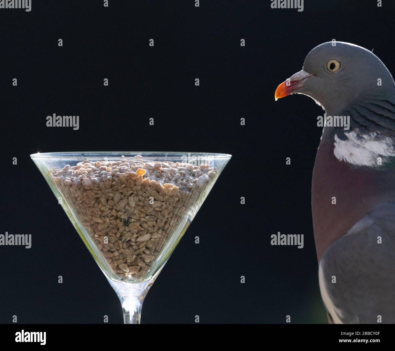 Londres, Royaume-Uni. 31 mars 2020. Woodpigeon examine un verre à cocktail rempli de noix dans un jardin de banlieue. Crédit : Malcolm Park/Alay Live News. Banque D'Images