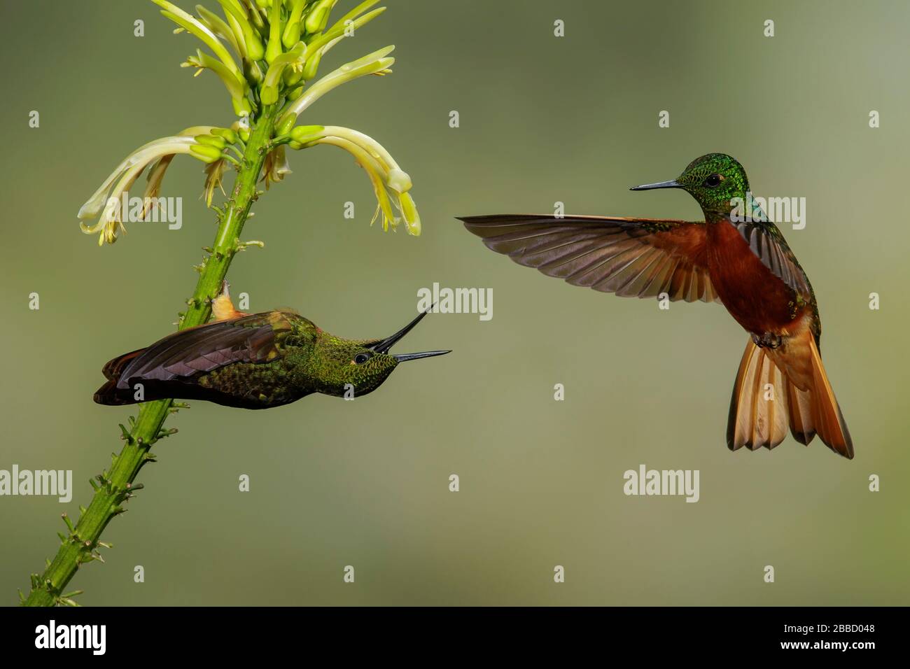 Coronet châtaignier (Boissonneaua matthewsii) volant tout en nourrissant à une fleur dans le sud de l'Équateur. Banque D'Images