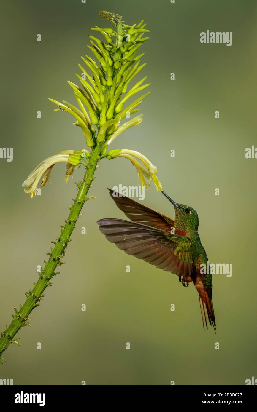 Coronet châtaignier (Boissonneaua matthewsii) volant tout en nourrissant à une fleur dans le sud de l'Équateur. Banque D'Images