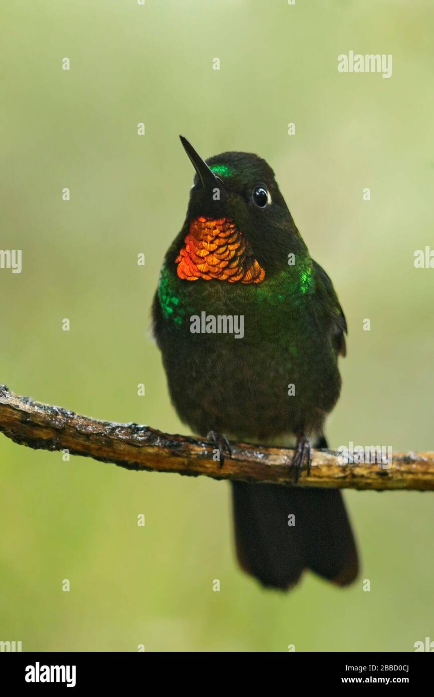 Tanager à tête de baie (Tangara gyrola) perché sur une branche dans le sud de l'Équateur. Banque D'Images