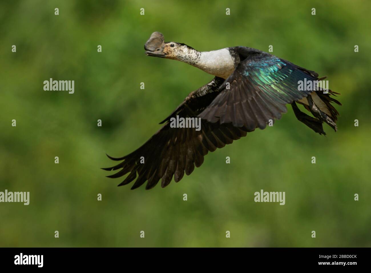 Comb Duck (Sarkidiornis melanotos) survolant une zone humide dans le sud de l'Équateur. Banque D'Images