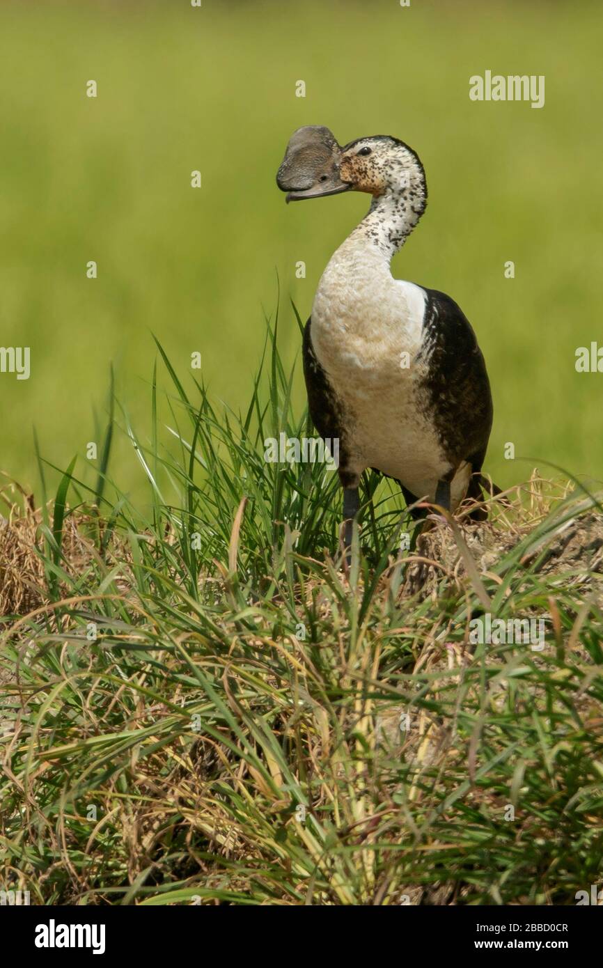 Comb Duck (Sarkidiornis melanotos) survolant une zone humide dans le sud de l'Équateur. Banque D'Images