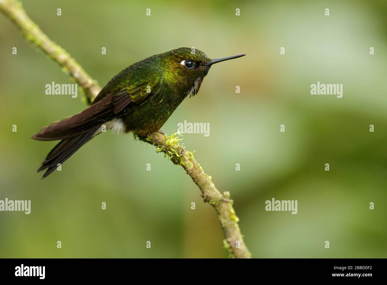 Tanager à tête de baie (Tangara gyrola) perché sur une branche dans le sud de l'Équateur. Banque D'Images