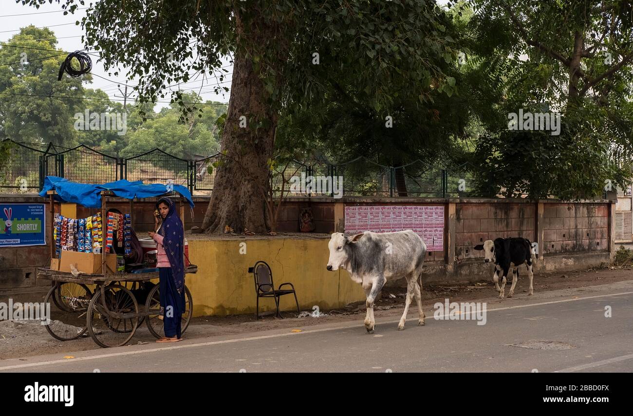 Femme indienne vendant de petits produits à partir d'un chariot dans une rue en Inde avec des vaches passant par Banque D'Images