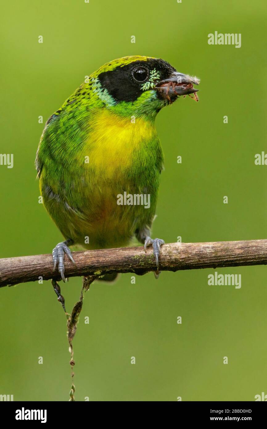 Tanager vert et or (Tangara schrankii) perché sur une branche dans le sud de l'Équateur. Banque D'Images