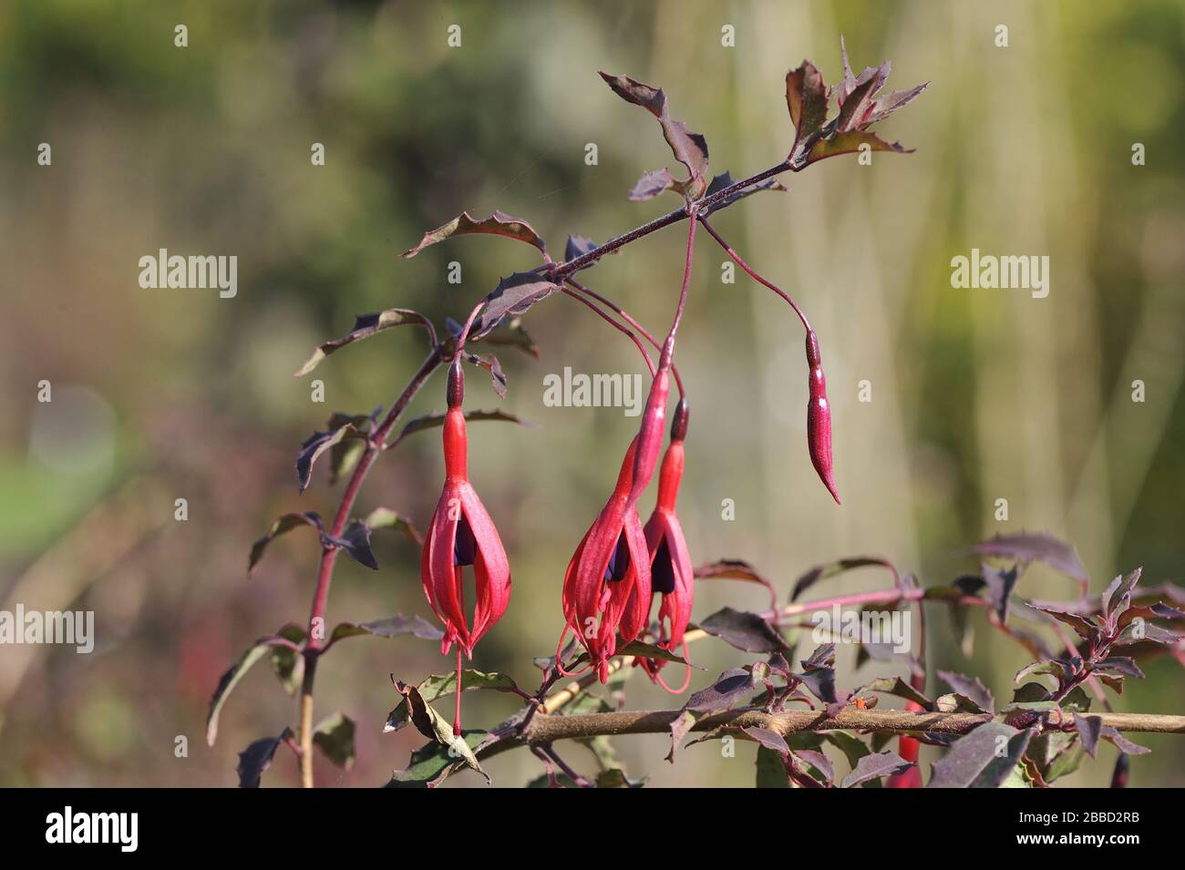 Jardin Fuchsia - Fuchsia couverture murale - Hummingbird Fuchsia - Hardy Fuchsia (Fuchsia magellanica gracilis) floraison en été Belgique Banque D'Images