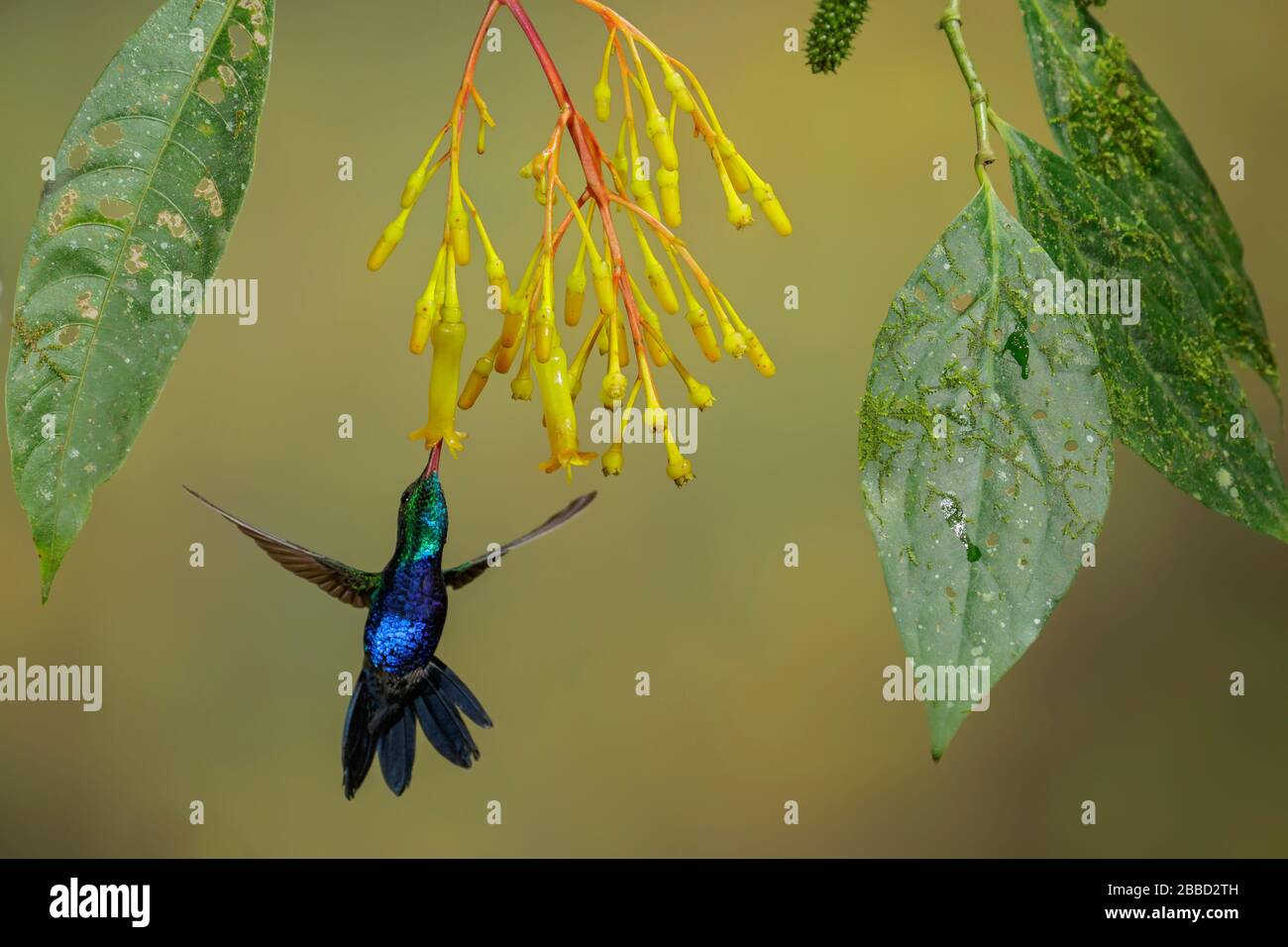 Hummingbird (Damophila julie) à ventre violet volant tout en se nourrissant à une fleur dans le sud de l'Équateur. Banque D'Images