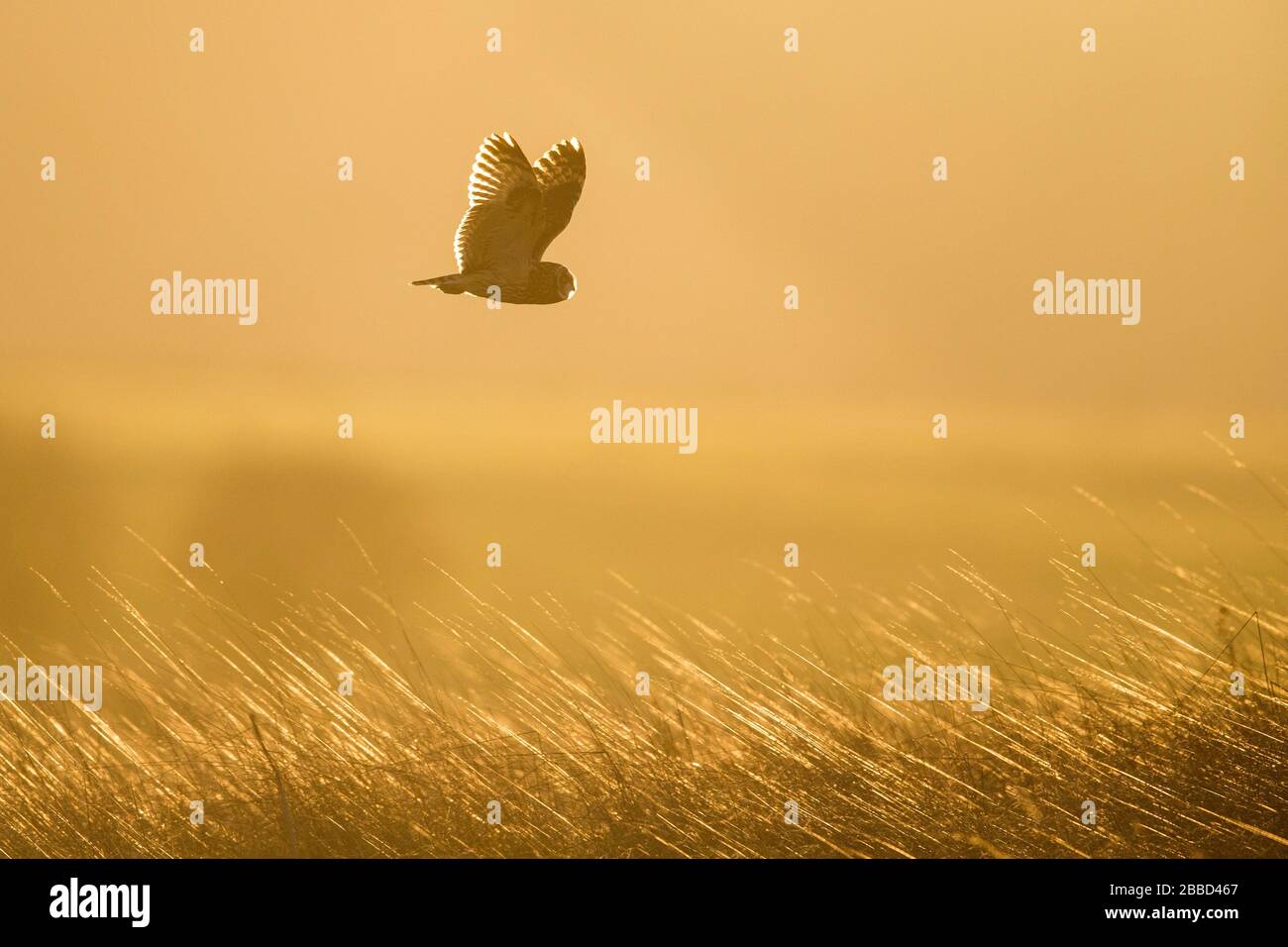Owl à courte portée (ASIO flammeus) qui survole un pré, Wyke Down, Dorset, Angleterre Banque D'Images