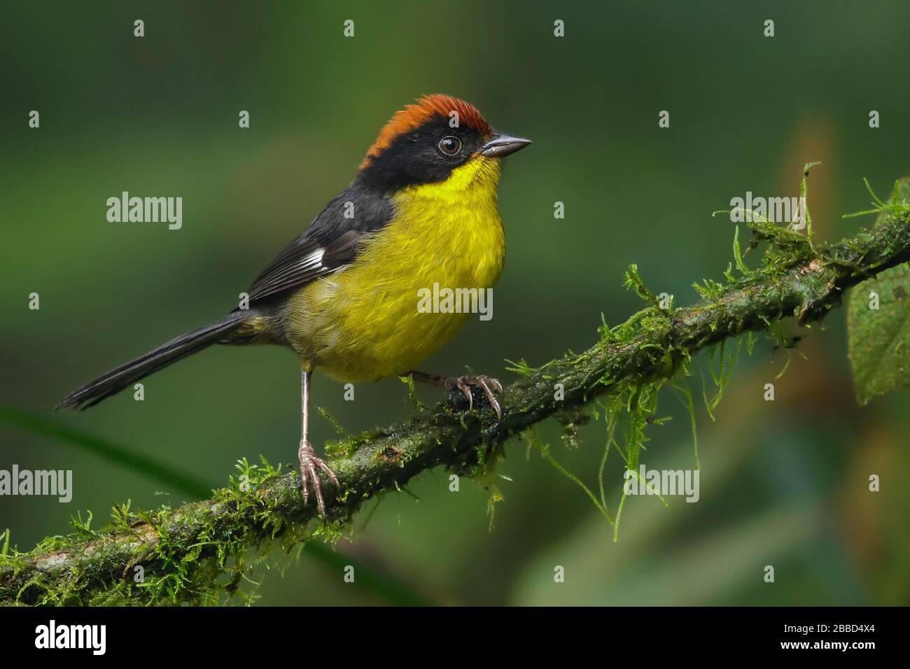 Pinceau-finch (Atlapetes latinuchus) à la poitrine jaune perché sur une branche dans le sud de l'Équateur. Banque D'Images