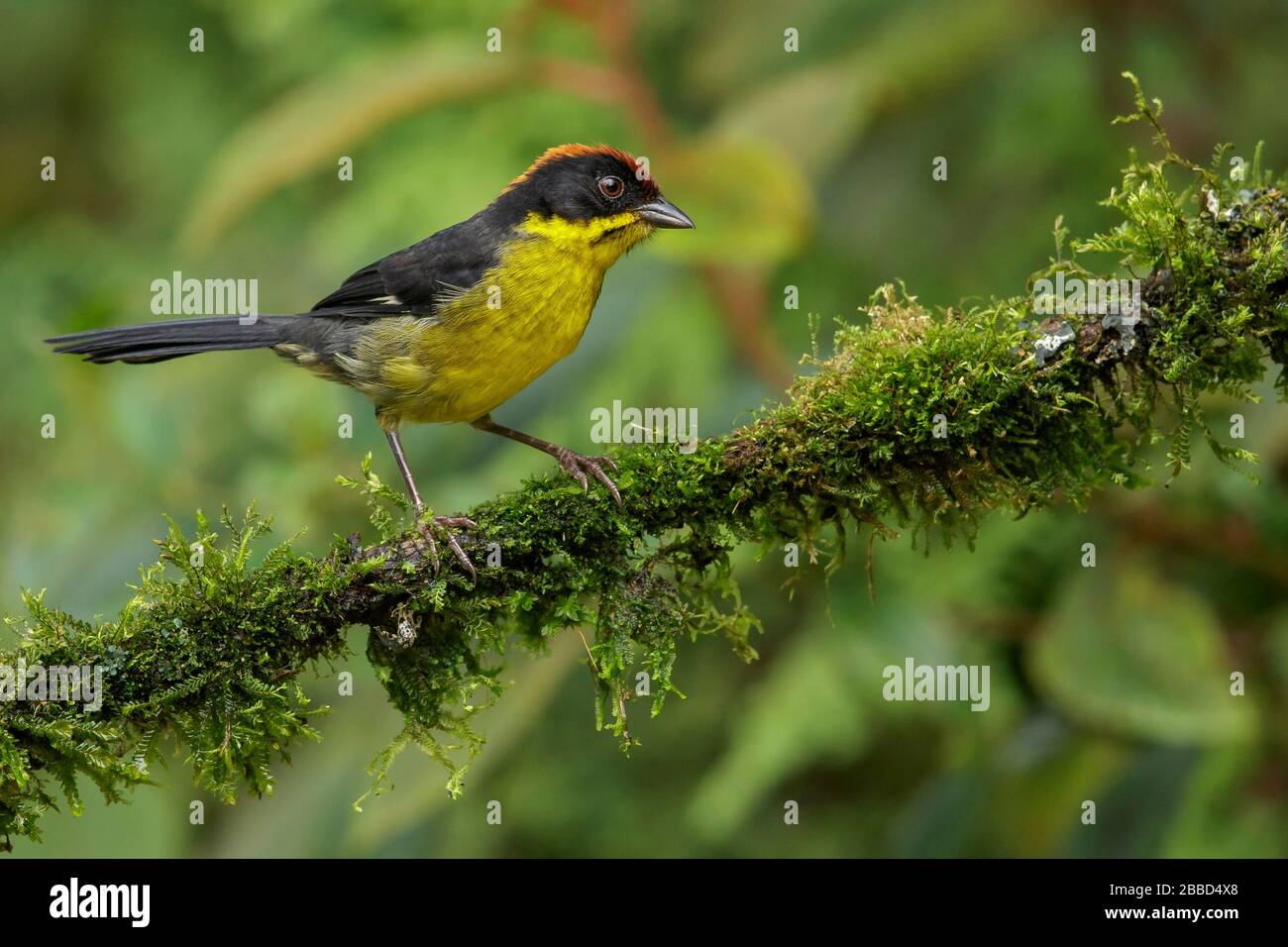 Pinceau-finch (Atlapetes latinuchus) à la poitrine jaune perché sur une branche dans le sud de l'Équateur. Banque D'Images