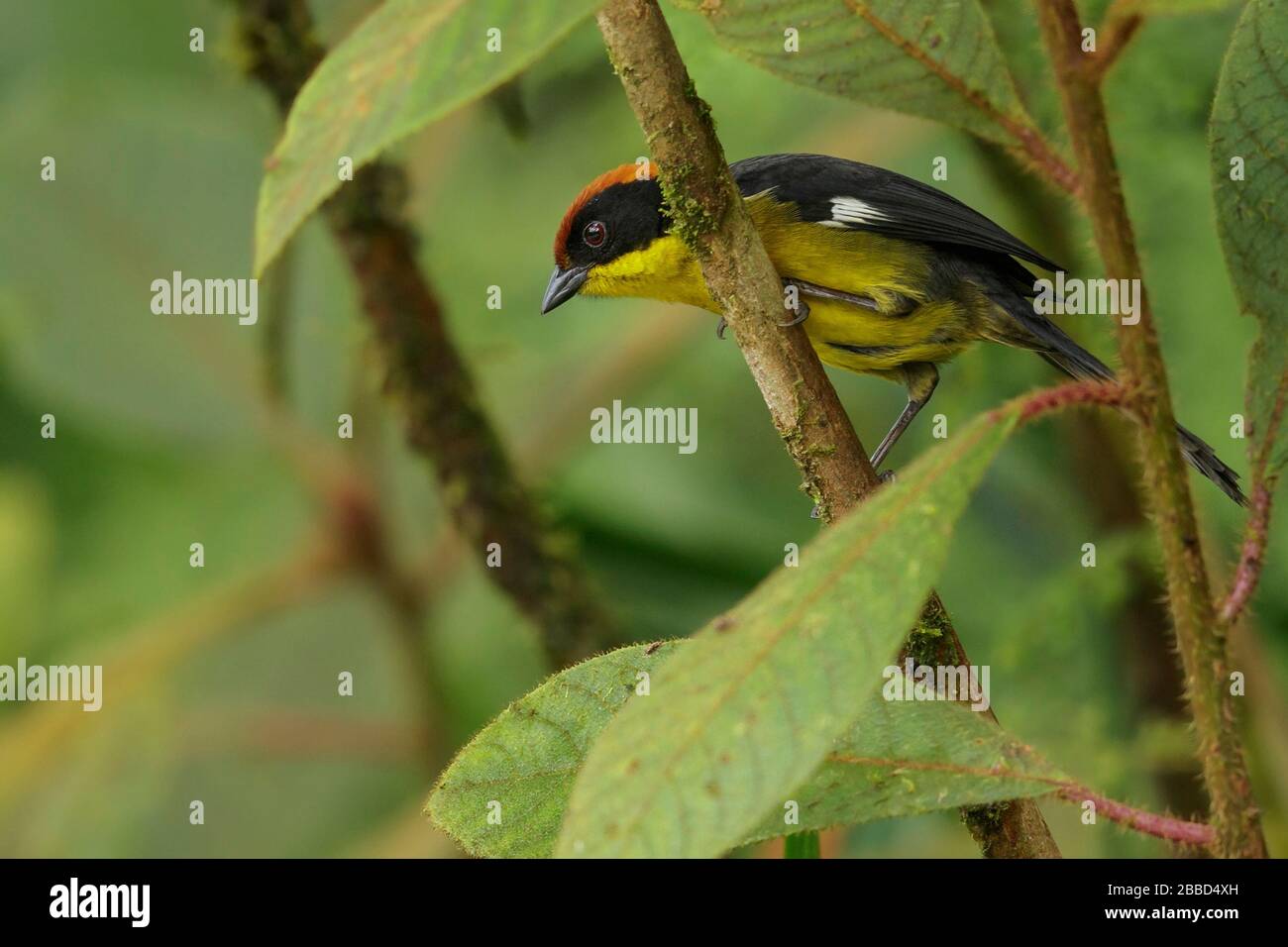 Pinceau-finch (Atlapetes latinuchus) à la poitrine jaune perché sur une branche dans le sud de l'Équateur. Banque D'Images