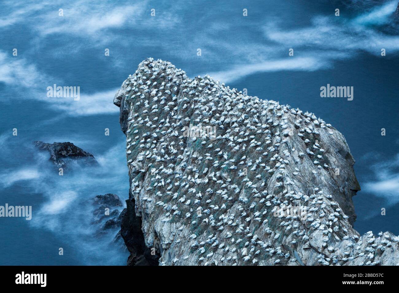 Gannet (Morus bassanus), îles Shetland Hermaness en Écosse Banque D'Images