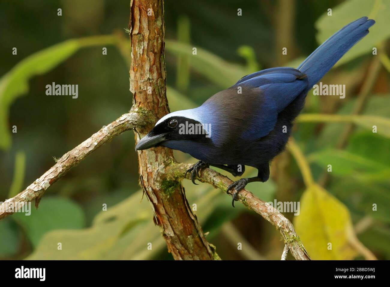 Magnifique Jay (Cyanolyca pulchra) perché sur une branche dans les montagnes des Andes en Colombie. Banque D'Images