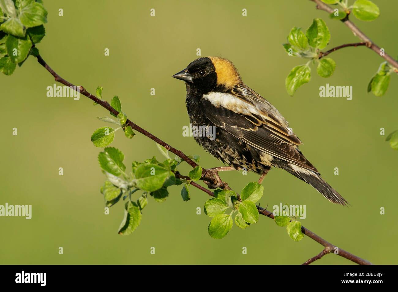 Bobolink (Dolichonyx oryzivorus) perché sur une succursale en Ontario, Canada. Banque D'Images Bobolink (Dolichonyx oryzivorus) perché sur une succursale en Ontario, Canada. Banque D'Images