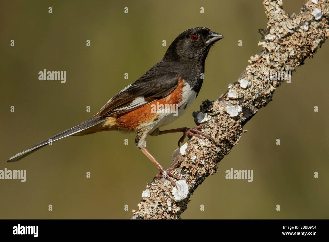 Towee de l'est (Pipilo érythrophthalmus) perché sur une succursale en Ontario, au Canada. Banque D'Images