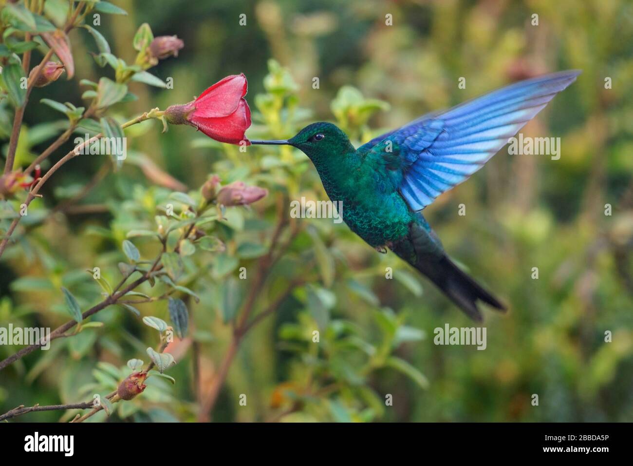 Grand Sapphirewing (Pterophanes cyanopterus) volant et nourrissant sur une fleur dans les montagnes des Andes en Colombie. Banque D'Images
