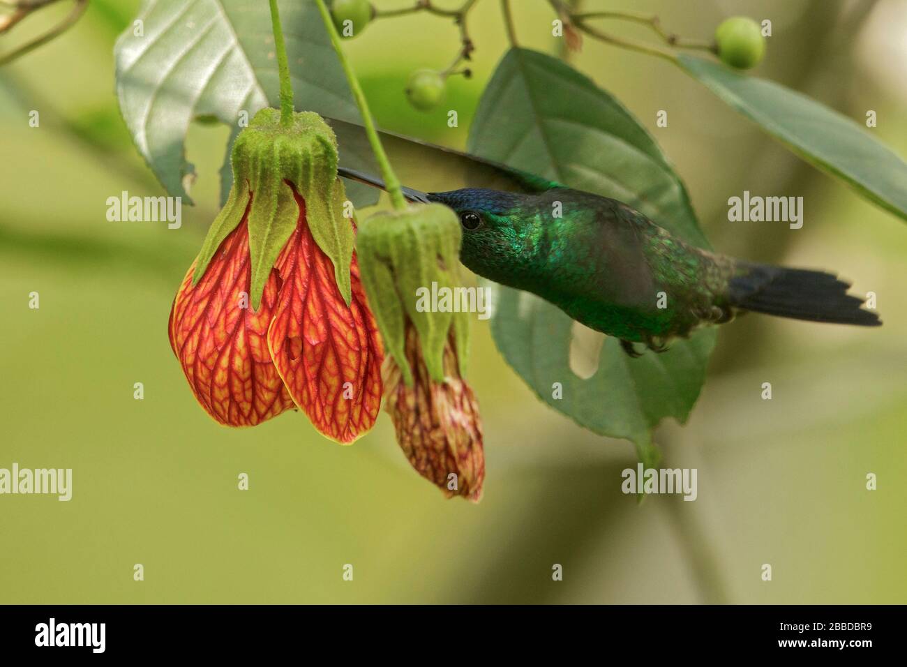 Hummingbird (cynifrons amazilia) recouvert d'Indigo volant et nourrissant sur une fleur dans les montagnes des Andes en Colombie. Banque D'Images