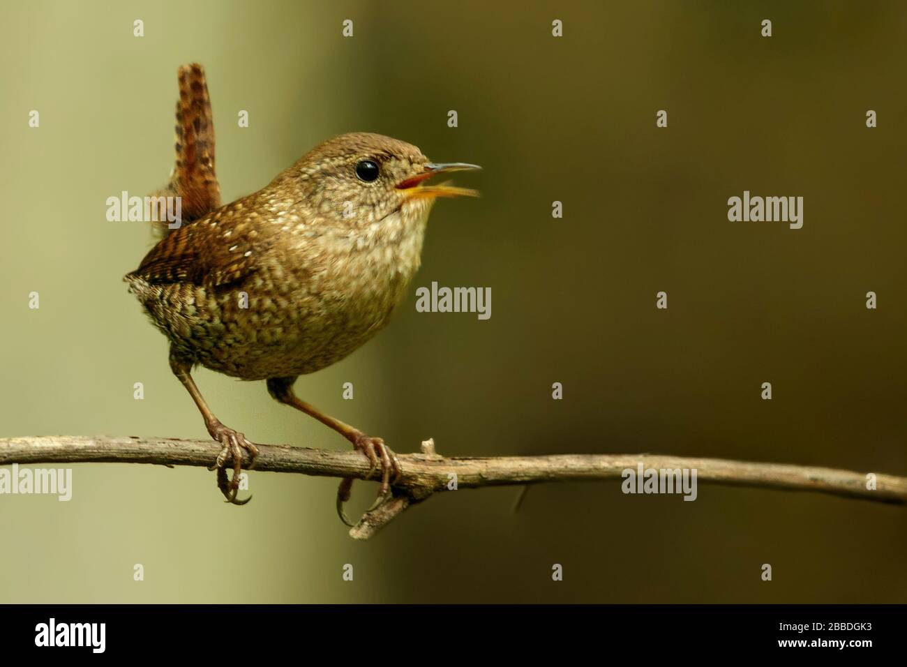 Hiver Wren (Troglodytes hiemalis) perché sur une branche en Ontario, Canada. Banque D'Images