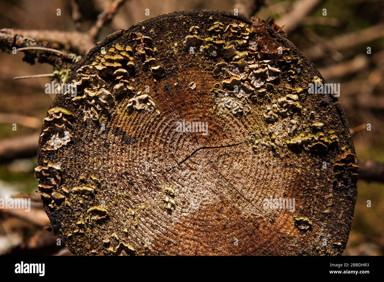 Photo de gros plan de la section transversale de l'arbre dans une forêt profonde Banque D'Images