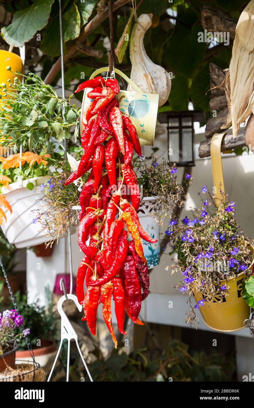 Bouquet de piments rouge vif à l'automne le temps de séchage Banque D'Images