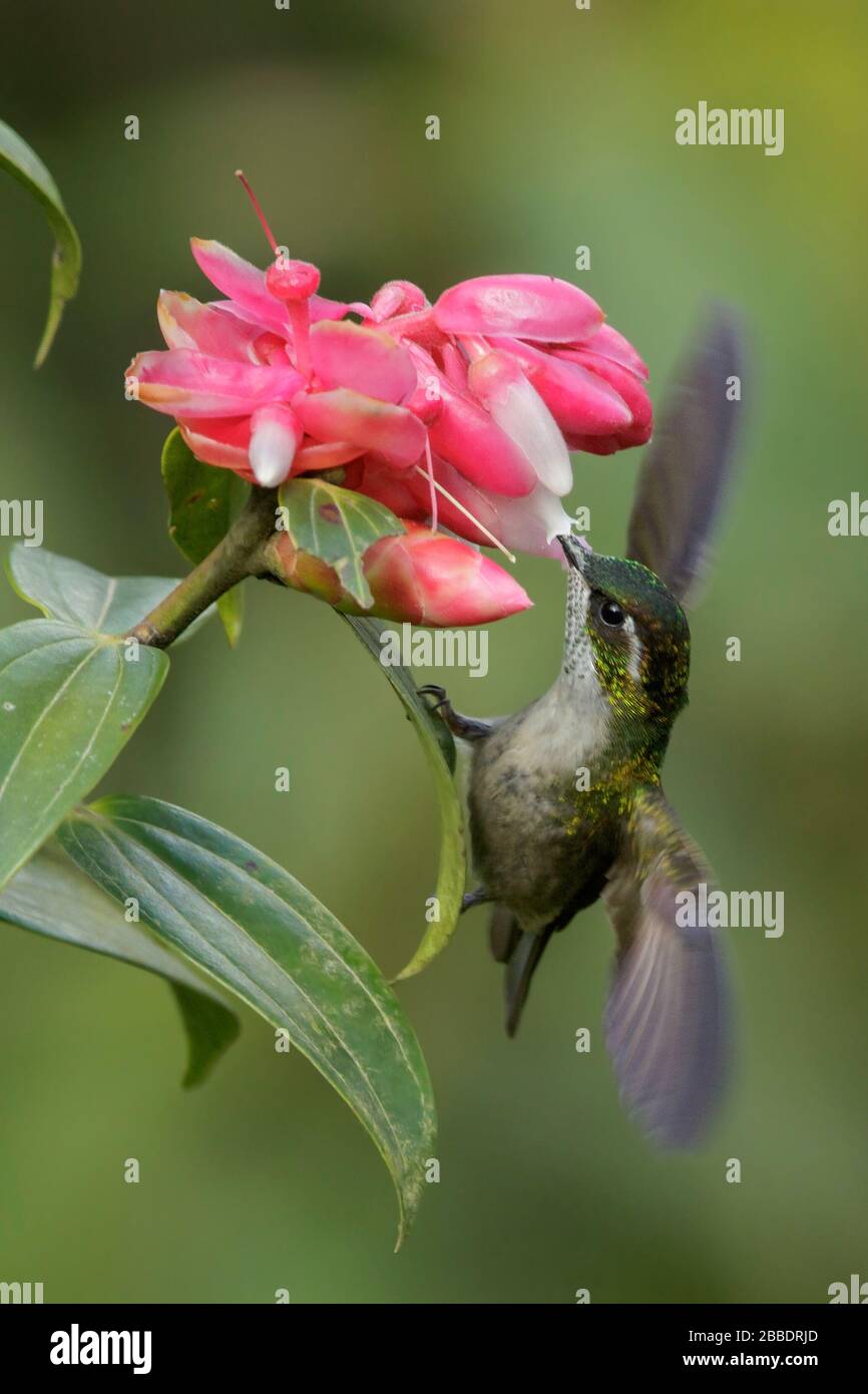 Le joyau de la montagne à gorge verte (Lampornis viridipallens) se nourrissant d'une fleur au Guatemala en Amérique centrale. Banque D'Images