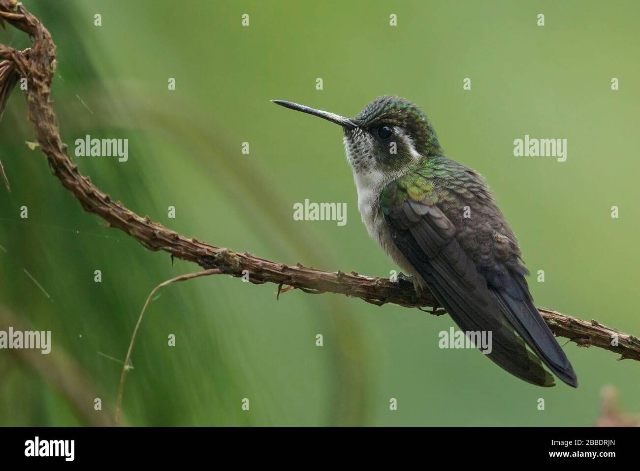 Le joyau de la montagne à gorge verte (Lampornis viridipallens) perché sur une branche au Guatemala en Amérique centrale. Banque D'Images