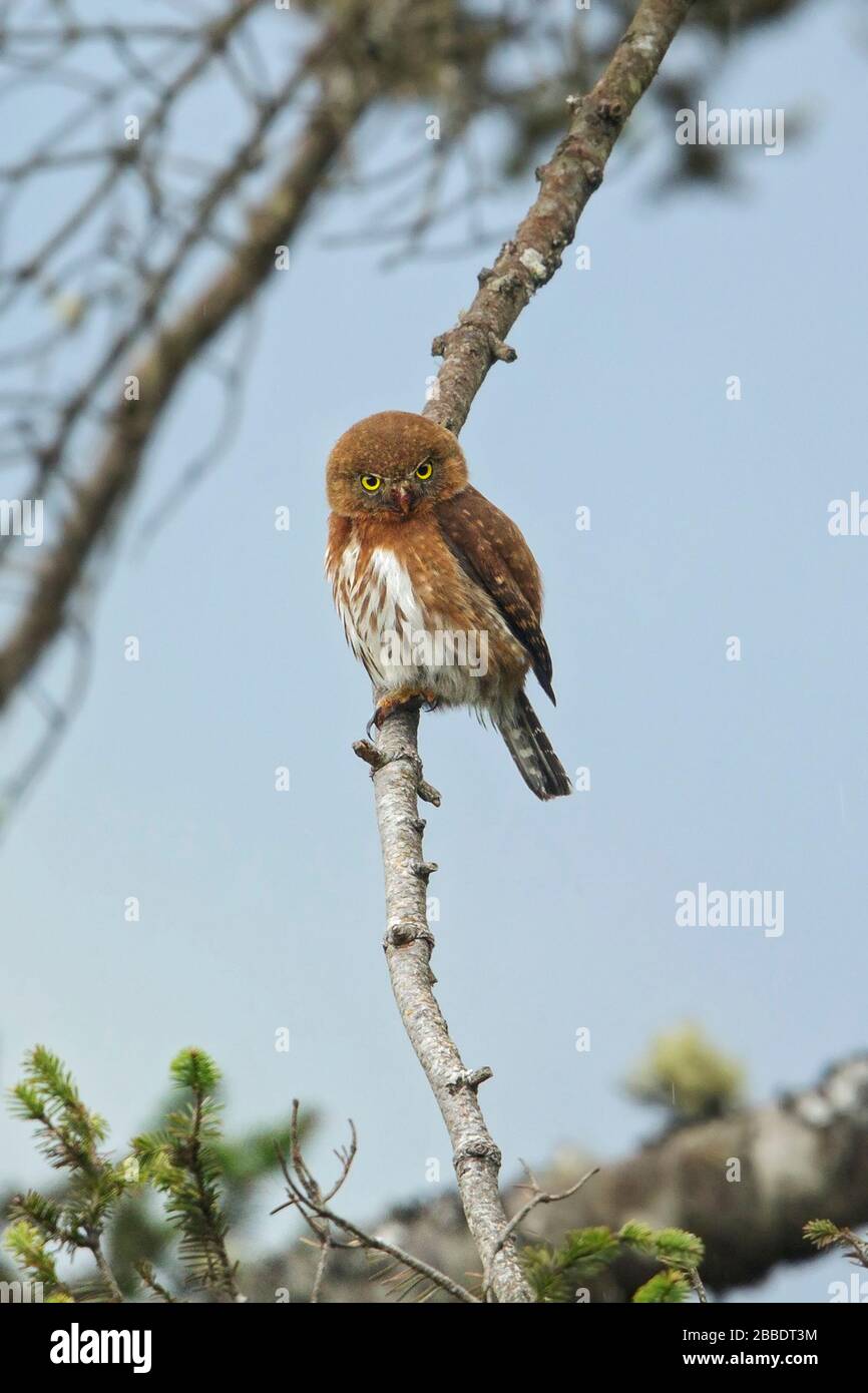 Pygmy-Owl guatémaltèque (Glaucidium gnoma cobanense) perché sur une succursale au Guatemala en Amérique centrale. Banque D'Images